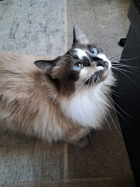 Cat named Percy